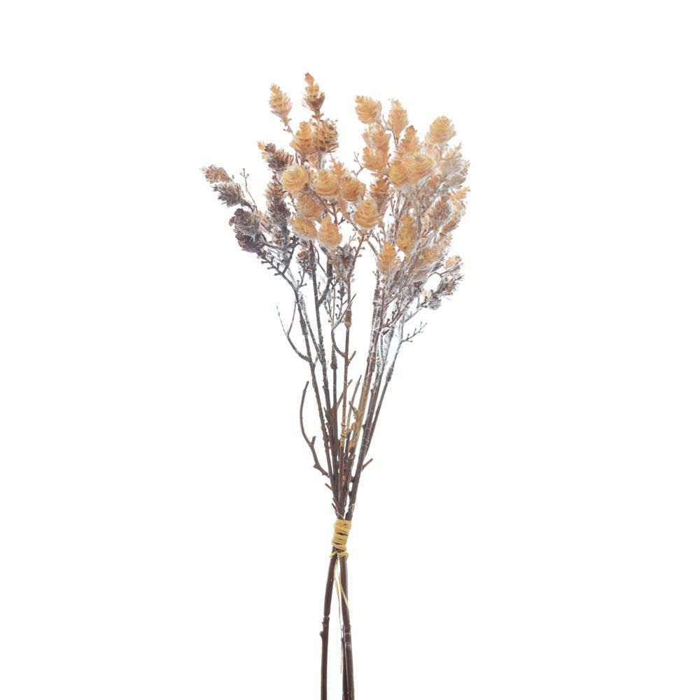 PHALARIS BOUQUET 3X CM.43 CREMA