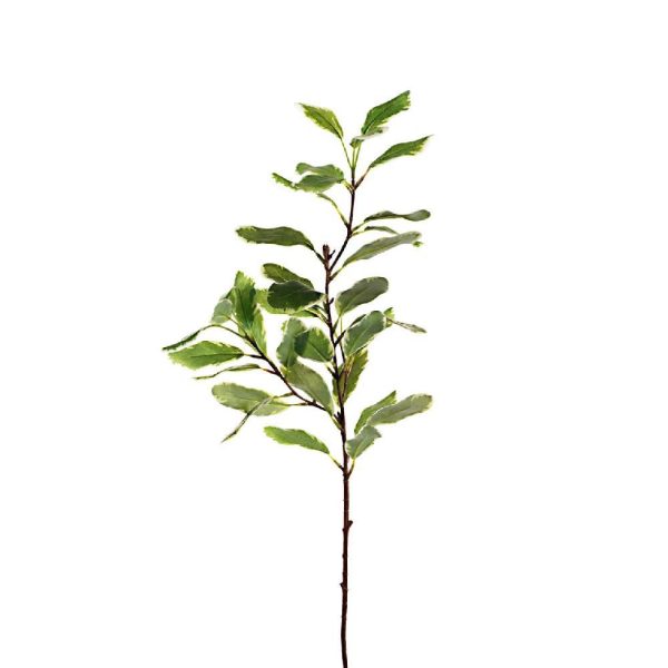 PITTOSPORUM SPRAY CM.75VERDE PITTOSPORUM SPRAY CM.75VERDE