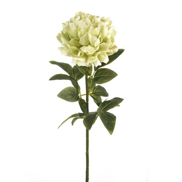 PEONIA SINGOLA MICRO PEACH 3LVS CM.70 VERDE PEONIA SINGOLA MICRO PEACH 3LVS CM.70 VERDE