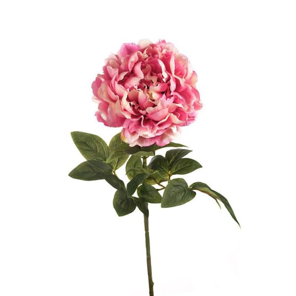 PEONIA SINGOLA MICRO PEACH 3LVS CM.70 MALVA PEONIA SINGOLA MICRO PEACH 3LVS CM.70 MALVA