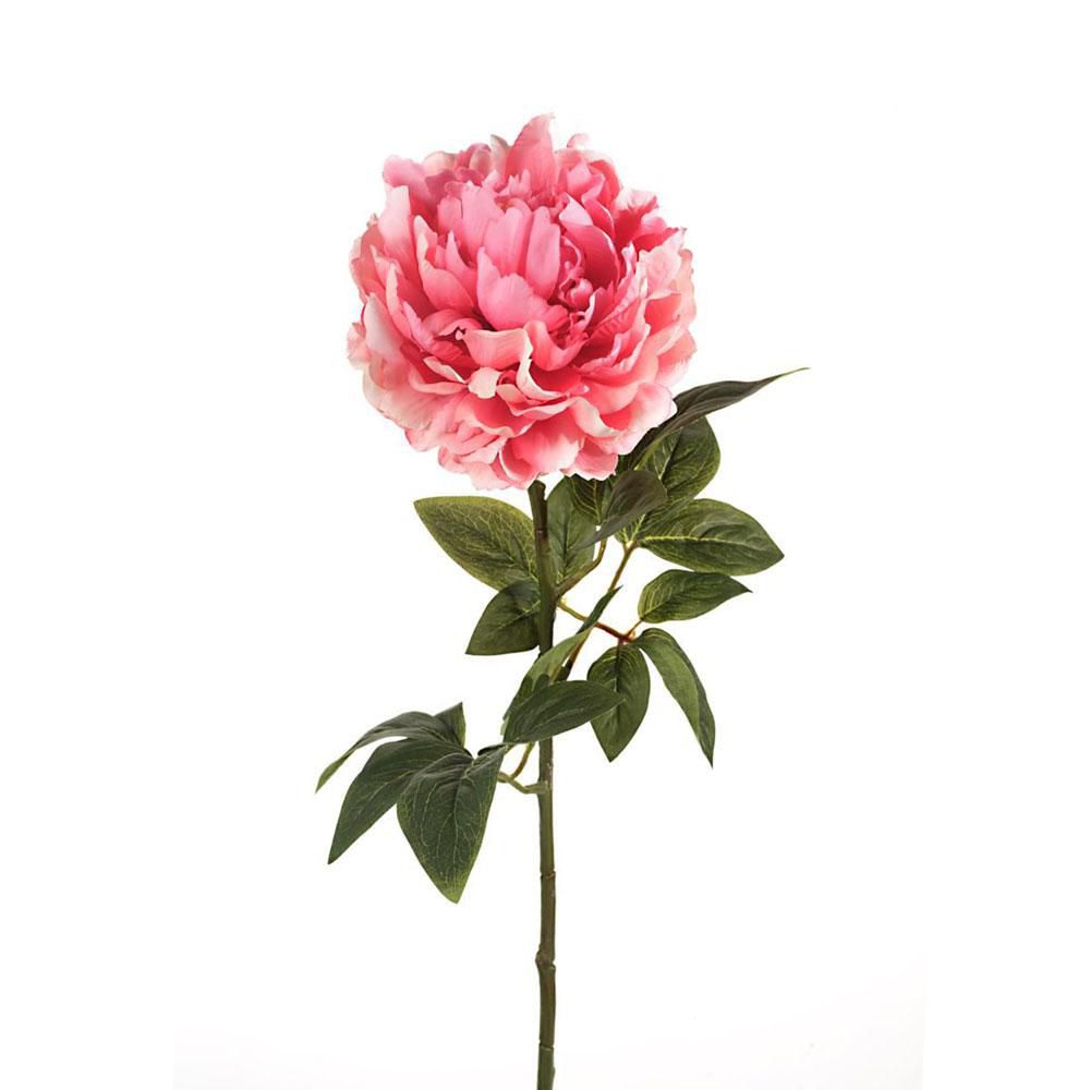 PEONIA SINGOLA MICRO PEACH 3LVS CM.70 ROSA PEONIA SINGOLA MICRO PEACH 3LVS CM.70 ROSA