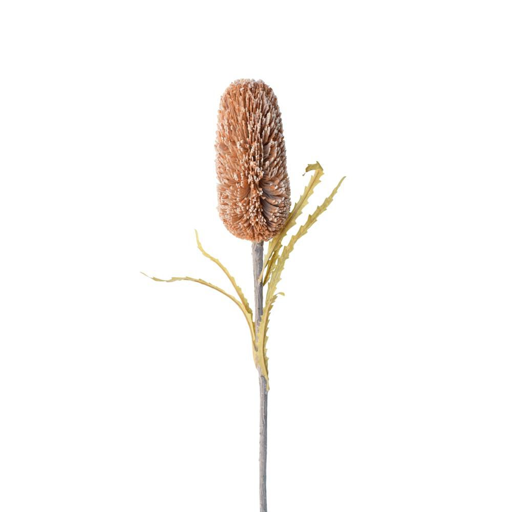 BANKSIA DRY 6LVS CM.70 CARAMELLO