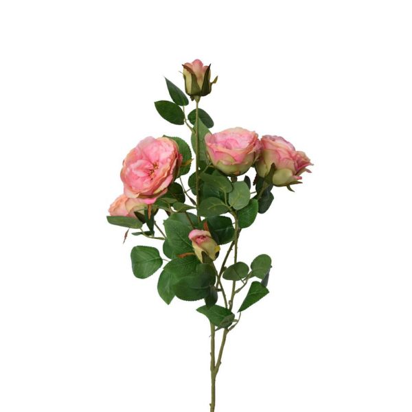 ROSA AUSTIN 4X 2B CM.70ROSA ROSA AUSTIN 4X 2B CM.70ROSA