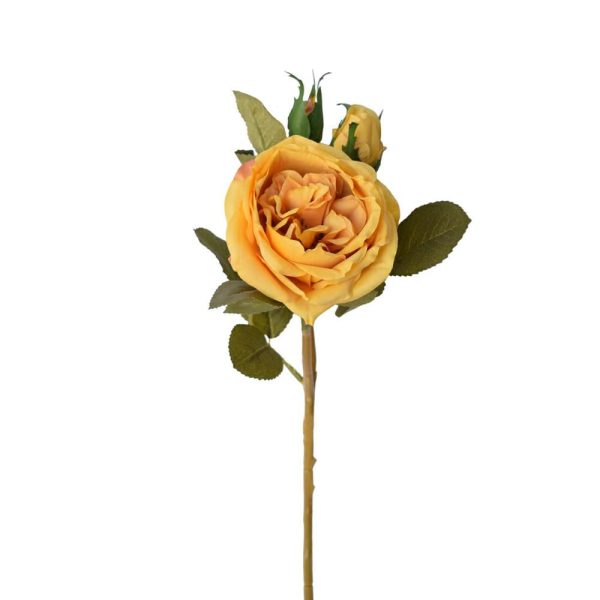 ROSA CABBAGE FLEMISH 3XCM.50 GIALLO ROSA CABBAGE FLEMISH 3XCM.50 GIALLO