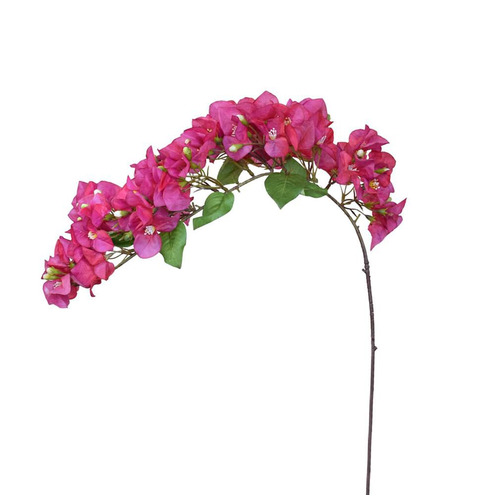 BOUGANVILLEA CM.100 BEAUTY BOUGANVILLEA CM.100 BEAUTY