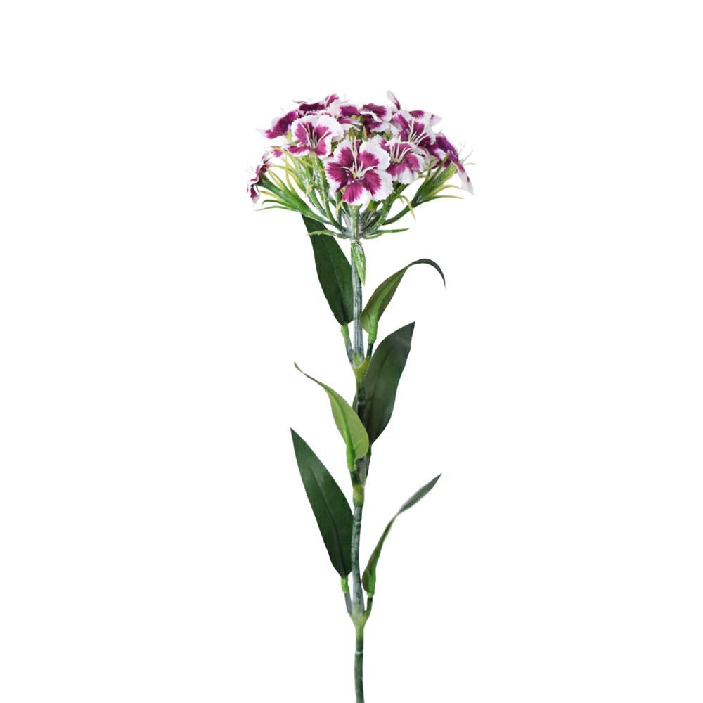 DIANTHUS SPRAY CM.55 VIOLA