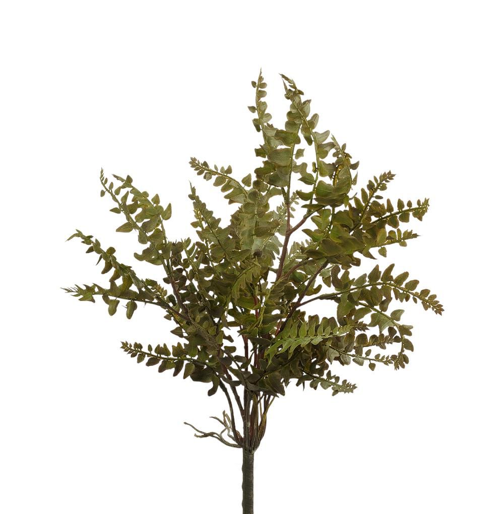 FELCE CYRTOMICIDIUM CM.47 VERDE FELCE CYRTOMICIDIUM CM.47 VERDE