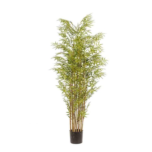 BAMBOO GIAPPONESE PIANTA C/VASO 21X 2640LVS CM.180 VERDE BAMBOO GIAPPONESE PIANTA C/VASO 21X 2640LVS CM.180 VERDE