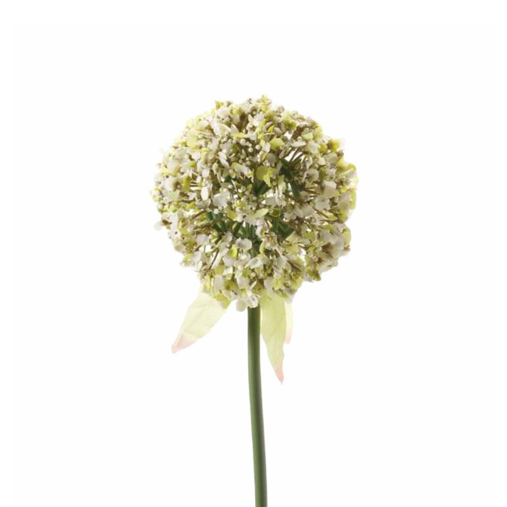 ALLIUM CM.65 VERDE ALLIUM CM.65 VERDE