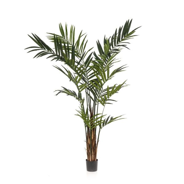KENTIA PALMA PIANTA C/VASO CM.270 VERDE KENTIA PALMA PIANTA C/VASO CM.270 VERDE