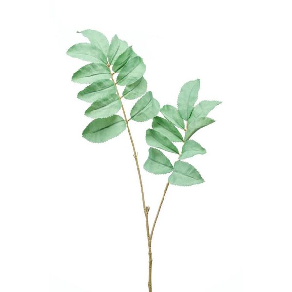 MELIANTHUS SPRAY CM.95 VERDE MELIANTHUS SPRAY CM.95 VERDE