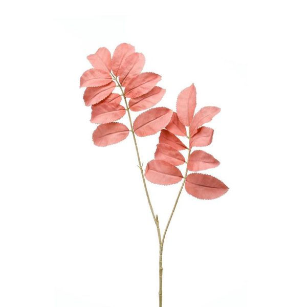 MELIANTHUS SPRAY CM.95 CORALLO MELIANTHUS SPRAY CM.95 CORALLO