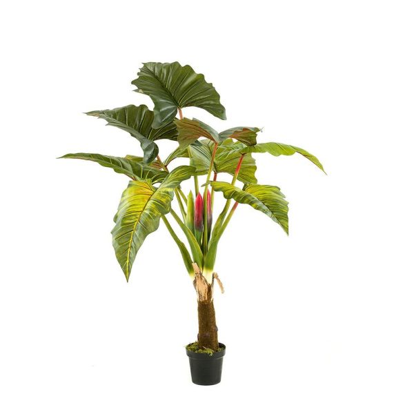 COLOCASIA PIANTA C/VASOCM.160 VERDE COLOCASIA PIANTA C/VASOCM.160 VERDE