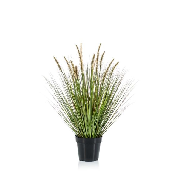 CIUFFO ERBA PENNISETUM PIANTA C/VASO CM.71 VERDE CIUFFO ERBA PENNISETUM PIANTA C/VASO CM.71 VERDE