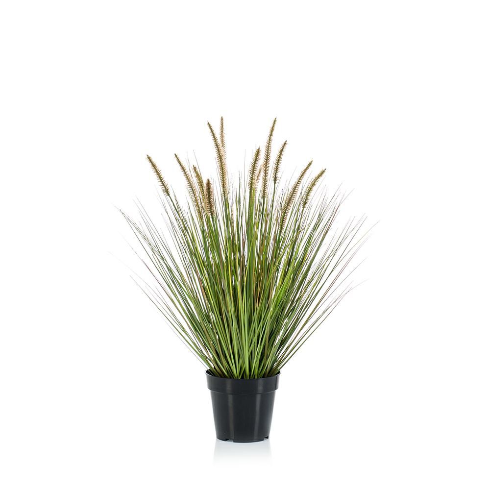 CIUFFO ERBA PENNISETUM PIANTA C/VASO CM.71 VERDE CIUFFO ERBA PENNISETUM PIANTA C/VASO CM.71 VERDE