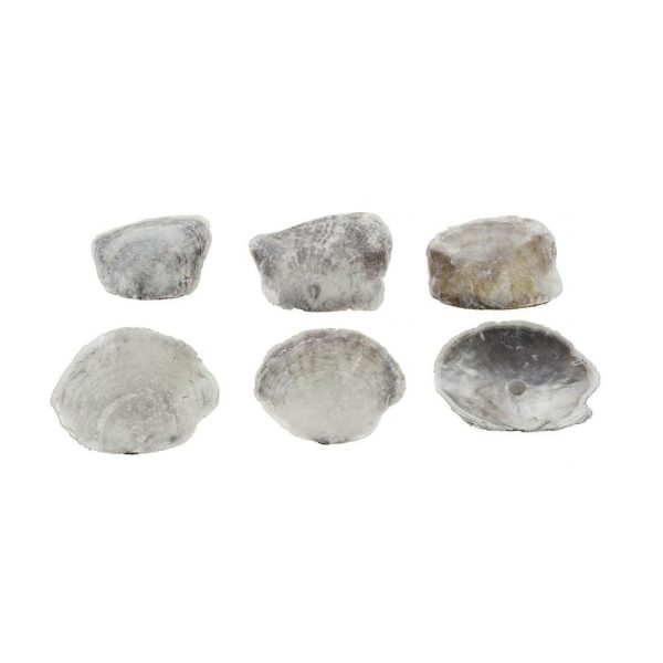 CONCHIGLIE PLACUNA PLACENTA 10 CM CONF.KG.1 NATURALE CONCHIGLIE PLACUNA PLACENTA 10 CM CONF.KG.1 NATURALE