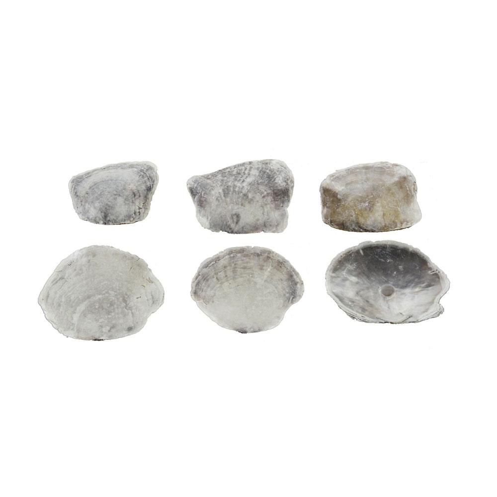 CONCHIGLIE PLACUNA PLACENTA 10 CM CONF.KG.1 NATURALE CONCHIGLIE PLACUNA PLACENTA 10 CM CONF.KG.1 NATURALE