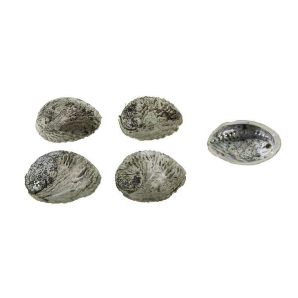 CONCHIGLIE ABALONE GRANDI 10-12 CM CONF.PZ.5 NATURALE CONCHIGLIE ABALONE GRANDI 10-12 CM CONF.PZ.5 NATURALE