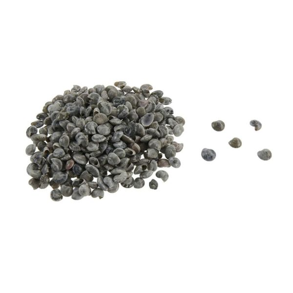 CONCHIGLIE UMBONIUM CONF.KG.1 MIX NATURALE CONCHIGLIE UMBONIUM CONF.KG.1 MIX NATURALE