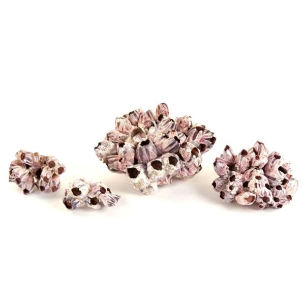 BARNACLE H.12/17 CM NATURALE BARNACLE H.12/17 CM NATURALE