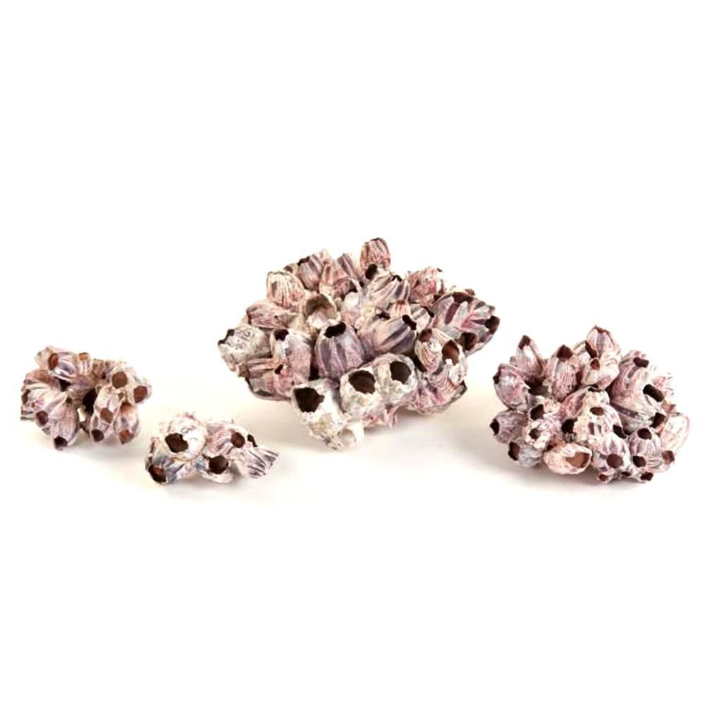 BARNACLE H.12/17 CM NATURALE BARNACLE H.12/17 CM NATURALE