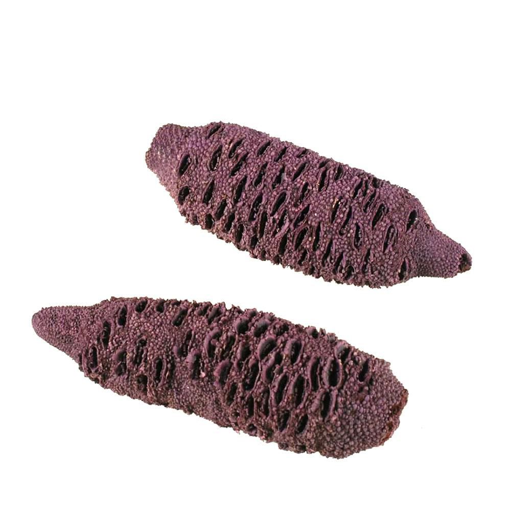 BANSKIA GRANDIS H.10/15CM CONF.PZ.4 PORPORA