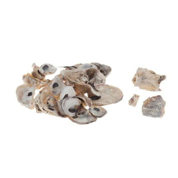 CONCHIGLIE OSTRICA 2/3 CM CONF.GR.400 NATURALE CONCHIGLIE OSTRICA 2/3 CM CONF.GR.400 NATURALE