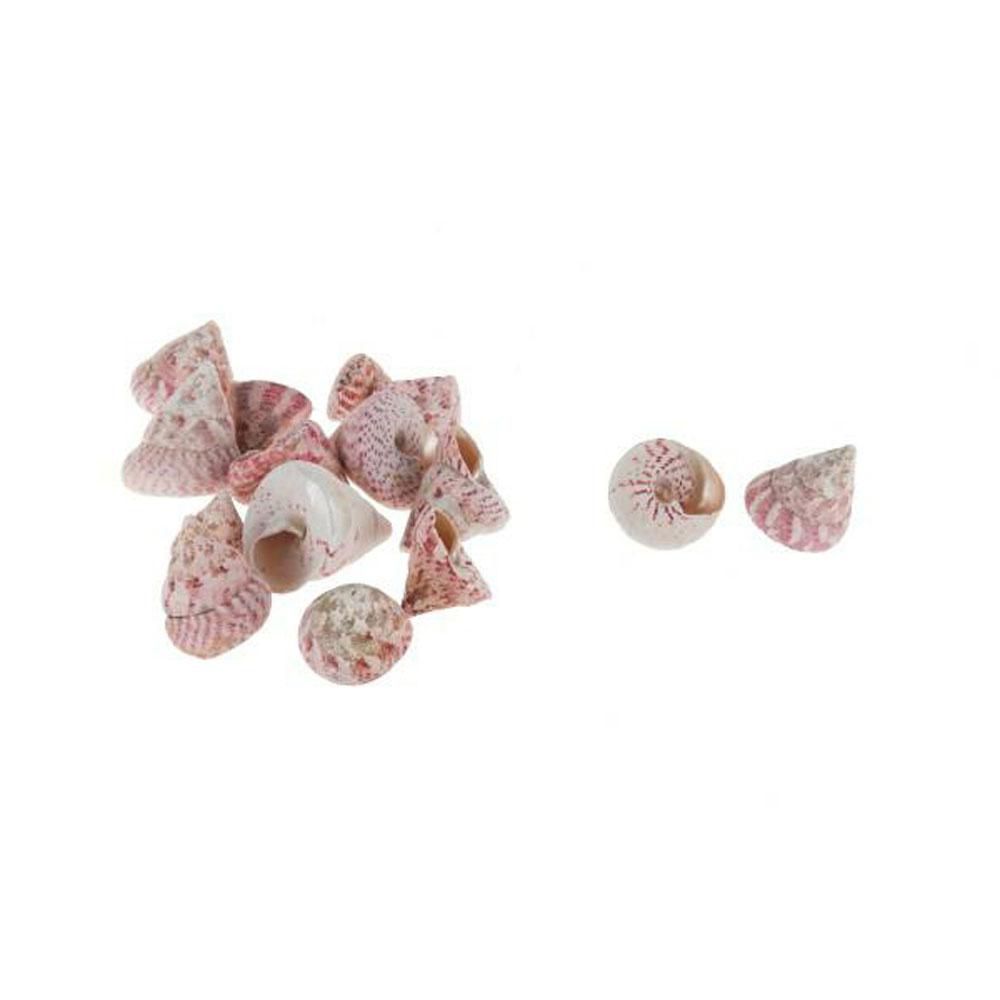 CONCHIGLIE TROCA MACULATA CONF.GR.400 NATURALE
