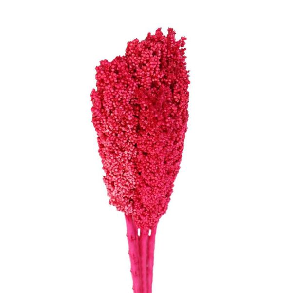 SORGHUM GR.200 H.70 CM FUXIA SORGHUM GR.200 H.70 CM FUXIA