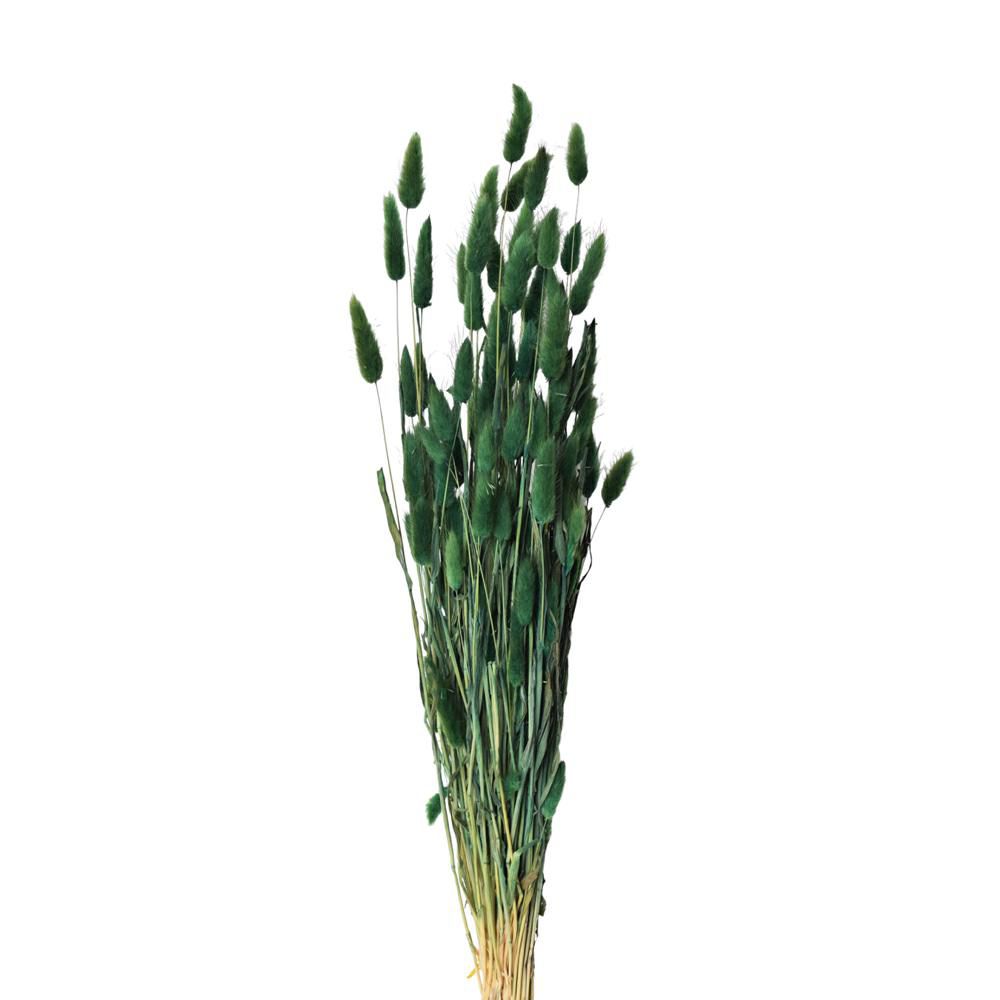 LAGURUS GR.100 VERDE LAGURUS GR.100 VERDE