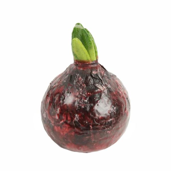 BULBO AMARYLLIS D.9 CM H.14 CM CERATO BORDEAUX BULBO AMARYLLIS D.9 CM H.14 CM CERATO BORDEAUX