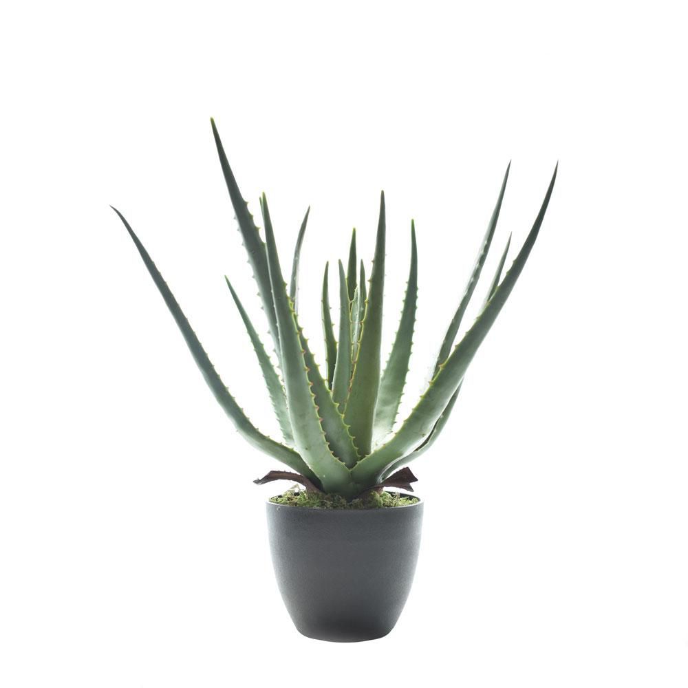 AGAVE PIANTA C/VASO CM.40 VERDE AGAVE PIANTA C/VASO CM.40 VERDE