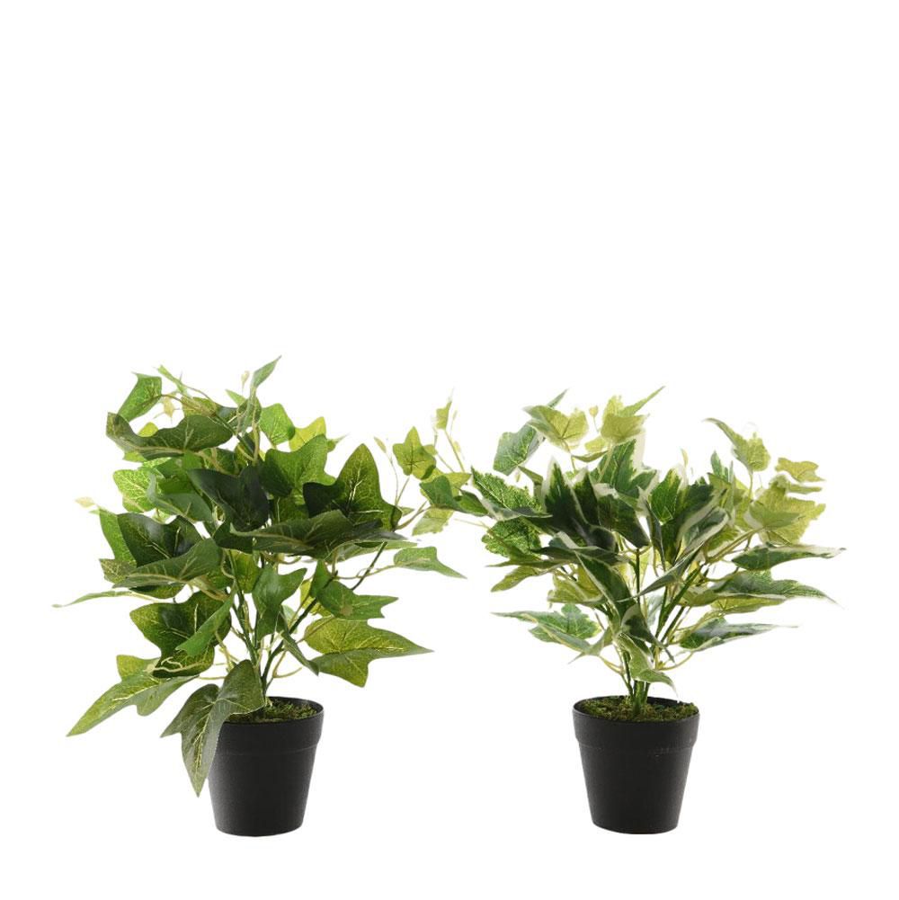 SET 2 PIANTE EDERA C/VASO CM.30 ASS. VERDE SET 2 PIANTE EDERA C/VASO CM.30 ASS. VERDE