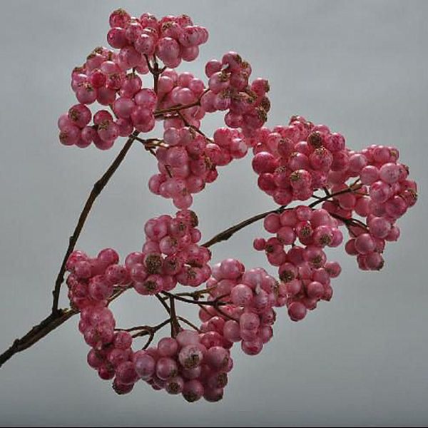 BACCHE SPRAY CM.41 ROSA