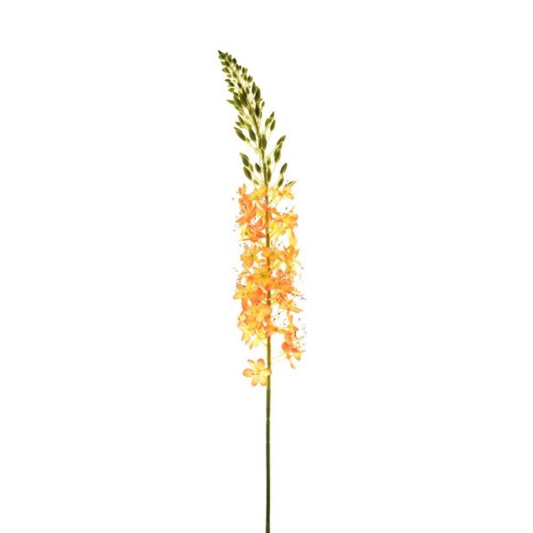 EREMURUS SPRAY CM.107 ARANCIO EREMURUS SPRAY CM.107 ARANCIO