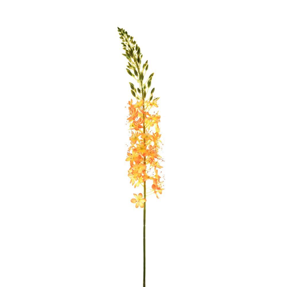 EREMURUS SPRAY CM.107 ARANCIO EREMURUS SPRAY CM.107 ARANCIO