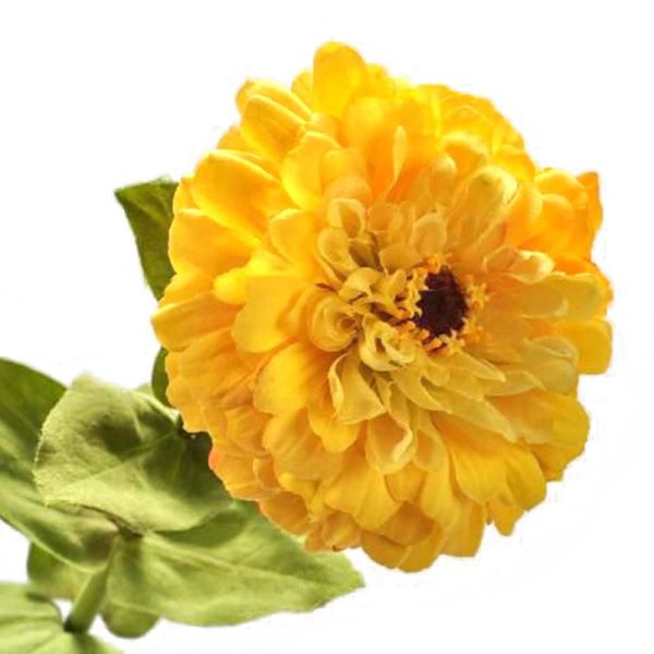 ZINNIA STEM CM.70 GIALLO ZINNIA STEM CM.70 GIALLO