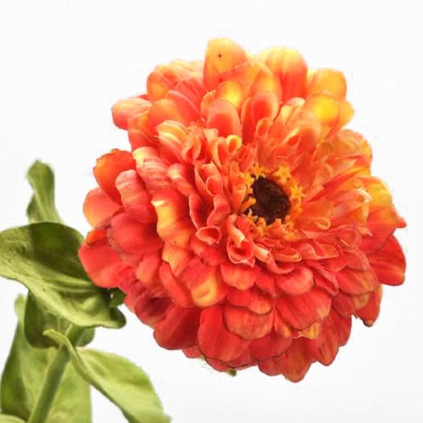 ZINNIA STEM CM.70 ARANCIO ZINNIA STEM CM.70 ARANCIO