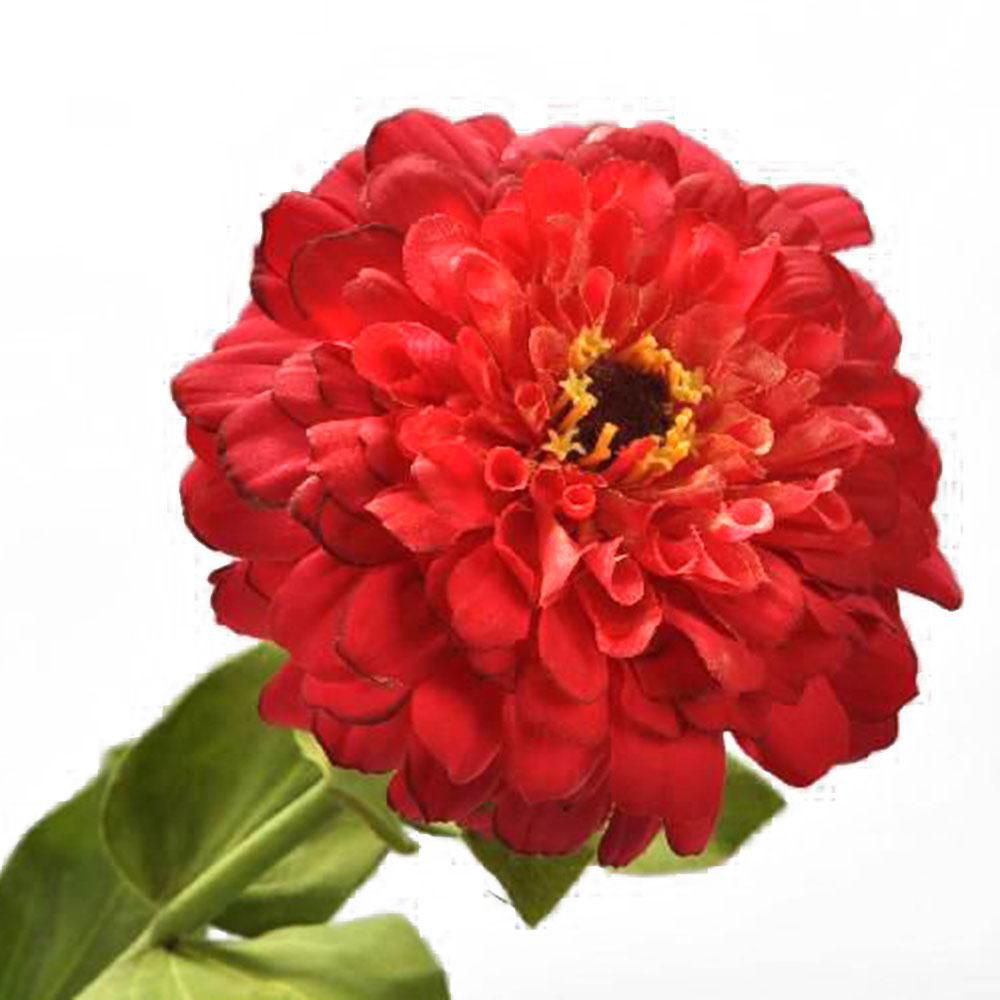 ZINNIA STEM CM.70 ROSSO