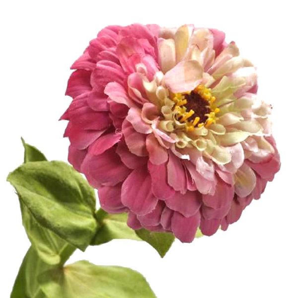 ZINNIA STEM CM.70 FUCSIA ZINNIA STEM CM.70 FUCSIA