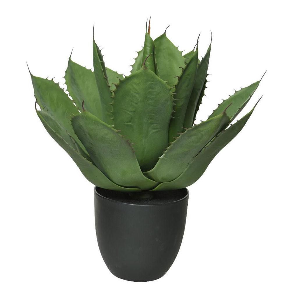 AGAVE PIANTA C/VASO CM.50 VERDE AGAVE PIANTA C/VASO CM.50 VERDE