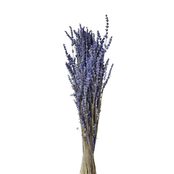LAVANDA PRESERVATA IN BUSTA A CONO GR.150 CM.50 NATURALE LAVANDA PRESERVATA IN BUSTA A CONO GR.150 CM.50 NATURALE