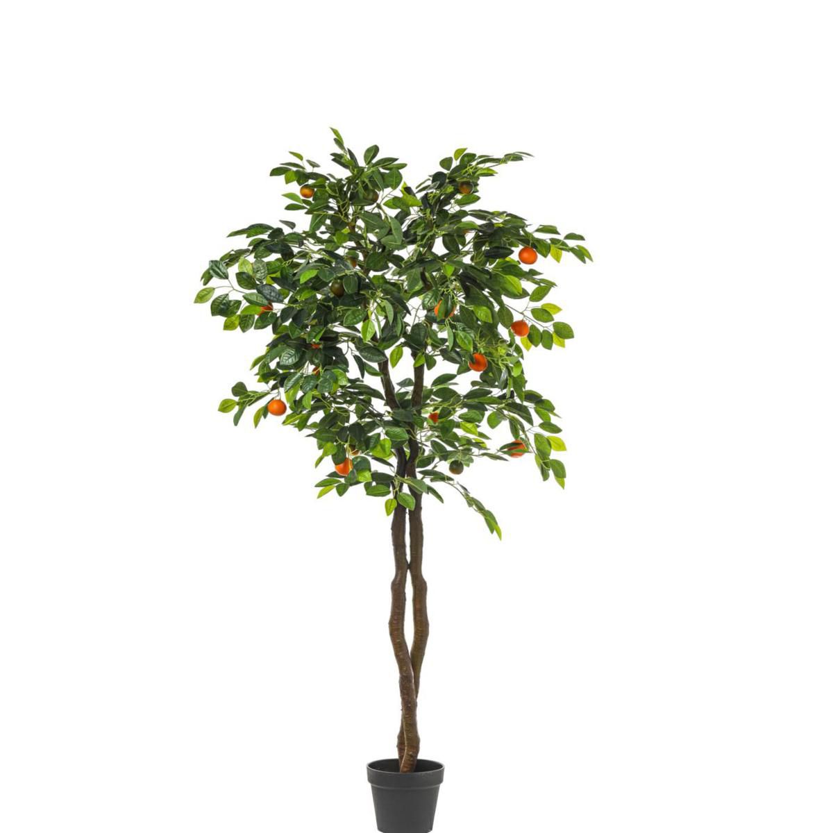 MANDARINO PIANTA C/VASOCM.180 VERDE/ARANCIO MANDARINO PIANTA C/VASOCM.180 VERDE/ARANCIO