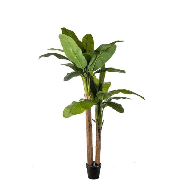 BANANO PIANTA C/VASO 2X23F CM.180 VERDE BANANO PIANTA C/VASO 2X23F CM.180 VERDE