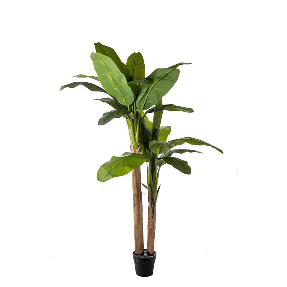 BANANO PIANTA C/VASO 2X23F CM.180 VERDE BANANO PIANTA C/VASO 2X23F CM.180 VERDE