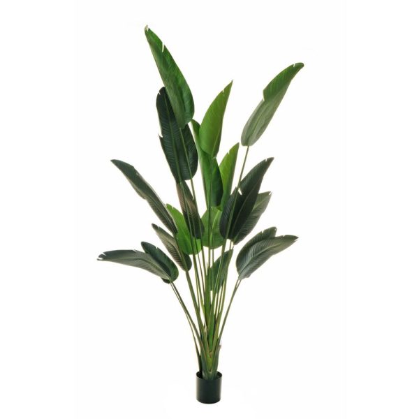 STRELITZIA PIANTA C/VASO 18LVS CM.240 VERDE STRELITZIA PIANTA C/VASO 18LVS CM.240 VERDE