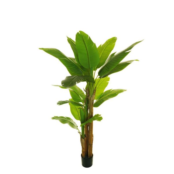 BANANO PIANTA C/VASO CM.200 VERDE BANANO PIANTA C/VASO CM.200 VERDE