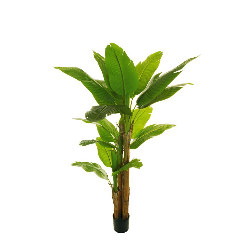 BANANO PIANTA C/VASO CM.200 VERDE BANANO PIANTA C/VASO CM.200 VERDE