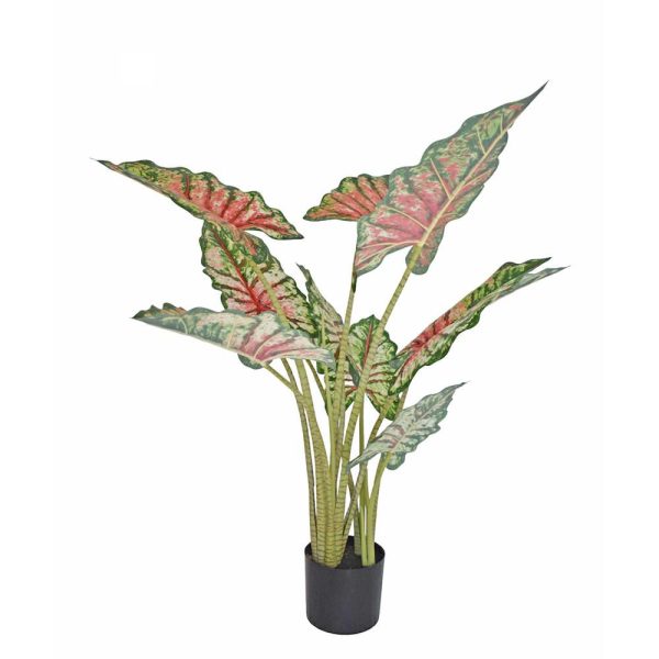 CALADIUM PIANTA C/VASO CM.110 VERDE/ROSA CALADIUM PIANTA C/VASO CM.110 VERDE/ROSA