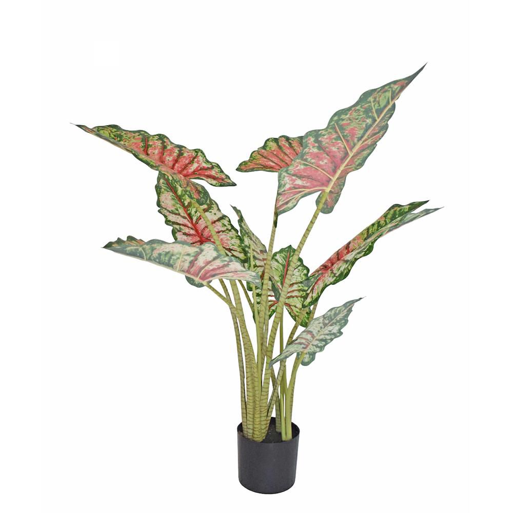 CALADIUM PIANTA C/VASO CM.110 VERDE/ROSA CALADIUM PIANTA C/VASO CM.110 VERDE/ROSA